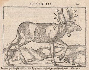 ŁOŚ. Rys., cz.-b., pochodzi z pochodzi z: Cosmographia S. Münstera, Bazylea 1549; na verso i na dole tekst łaciński na temat Inflant