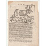 ŁOŚ. Rys., cz.-b., pochodzi z pochodzi z: Cosmographia S. Münstera, Bazylea 1549; na verso i na dole tekst łaciński na temat Inflant