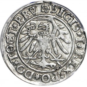 Zygmunt I Stary, Grosz 1534, Elbląg, piękny