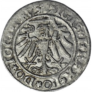 RR-, Zygmunt I Stary Grosz 1534 Elbląg, błąd GOSSVS, R6