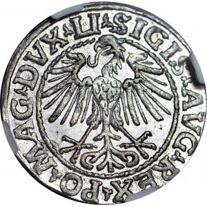 Zygmunt II August, Półgrosz 1548, Wilno, rzymska 1, menniczy