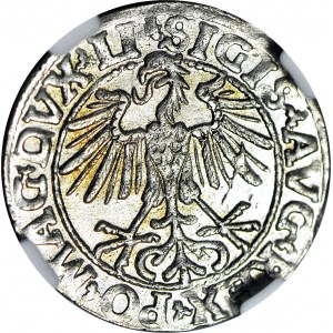 Zygmunt II August, Półgrosz 1550, Wilno, menniczy