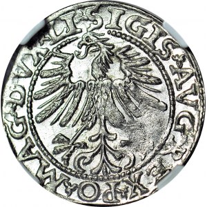 Zygmunt II August, Półgrosz 1563, Wilno, WYŚMIENITY