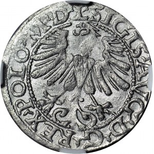 Zygmunt II August, Półgrosz 1565, Wilno, TOPÓR