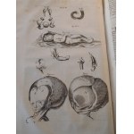 1686. BONET Théophile, Medicina septentrionalis collatitia, sive rei medicæ, nuperis annis a medicis Anglis, Germanis & Danis emissae, sylloge & syntaxis (…).