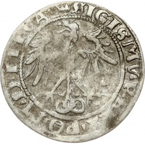 Lithuania 1 Grosz 1536 F Vilnius. Sigismund I the Old(1506-1548). Legend ends LITVA/LITVA; Reverse: letter F ...