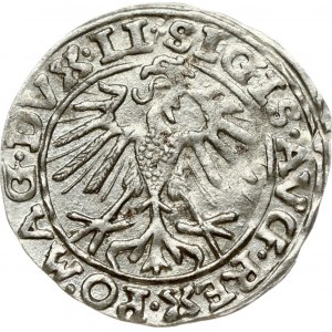 Lithuania 1/2 Grosz 1557 Vilnius. Sigismund II Augustus (1545-1572). Legend ends LI/LITVA, trefoil on both sides...