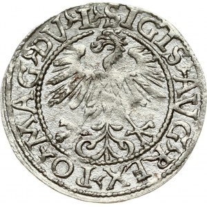 Lithuania 1/2 Grosz 1560 Vilnius. Sigismund II Augustus (1545-1572). Obverse: SIGIS AVG REX PO MAG DV L. Reverse...