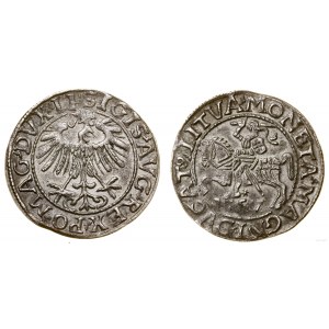 Polska, półgrosz, 1557, Wilno