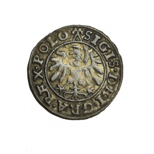 ZYGMUNT I STARY (1506-1548) szeląg gdański 1539