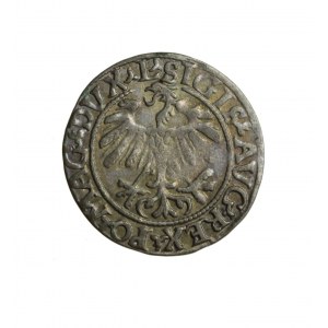 ZYGMUNT II AUGUST (1544-1572) Litauischer Halbpfennig 1559 R1