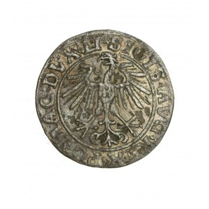 ZYGMUNT II AUGUST (1544-1572) Litauischer Halbpfennig 1551 R1