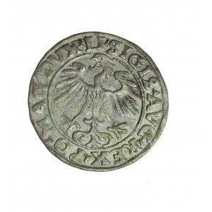ZYGMUNT II AUGUST (1544-1572) Litauischer Halbpfennig 1555 R1