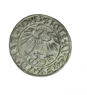 ZYGMUNT II AUGUST (1544-1572) półgrosz litewski 1555 R1