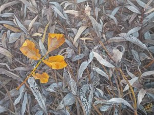 Olena Lytvynenko,Yellow Leaf