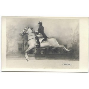 Capriole [koń - jeździectwo - kapriola] fotografia na papierze pocztówkowym [przed 1939]