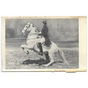 Levade [koń - jeździectwo- lewada] fotografia na papierze pocztówkowym [przed 1939]