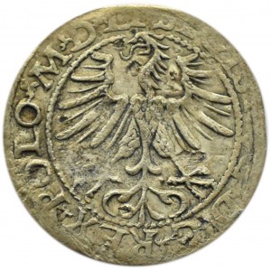 Sigismund II. Augustus, halber Pfennig 1564, LITV/LI, Vilnius