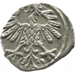 Zygmunt II August, denar 1559, BEZ STRZEMIENIA, Wilno, MENNICZY