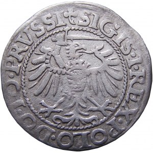 Sigismund I the Old, penny 1539, Elblag BEAUTIFUL FLOWER (55)