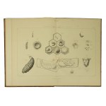 GIRDWOYŃ Michał - Anatomia i fizjologia pszczoły / Anatomie et physiologie de l'abeille Par Michel Girdwoyn. Ouvrage avec douze planches en lithographie, Paris 1876r. KOMPLET TABLIC ! Bardzo rzadkie!