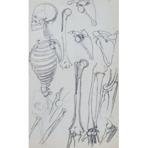 Józef Mehoffer (1869 Ropczyce - 1946 Wadowice), Studie eines menschlichen Skeletts