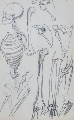 Józef Mehoffer (1869 Ropczyce - 1946 Wadowice), Study of a human skeleton