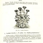 JANKOWSKI- KWIATY NASZYCH OGRODÓW 1895r. ilustracje