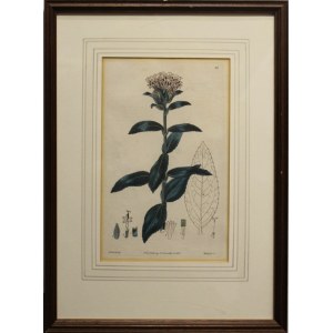 Botanischer Kupferstich: NOCCA rigida, Farblithographie