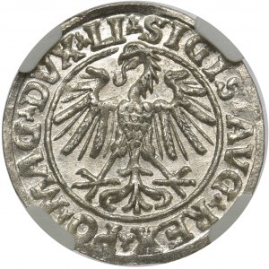 Zygmunt II August, Półgrosz Wilno 1547 NGC MS64
