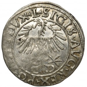 Zygmunt II August, Półgrosz Wilno 1556 L/LITVA
