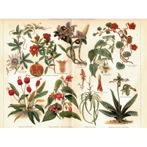 Chromolithography from the 19th Century, Original