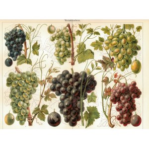 Chromolithography from the 19th Century, Original