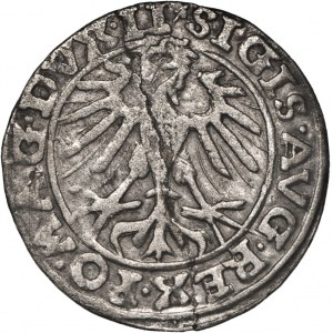 Zygmunt II August (1548–1572), półgrosz, 1557, 