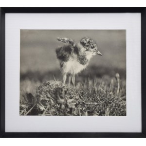 Wlodzimierz PUCHALSKI (1909-1979), Lapwing chicks, ca. 1948