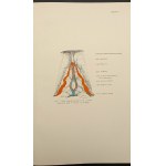 Natalya Zandova Gefäßplexus (Plexus Chorioideus) (Anatomie, Physiologie, Pathologie) Jahr 1928