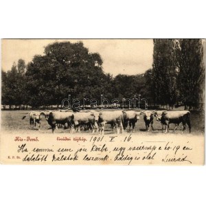 1901 Kisjenő, Kis-Jenő, Chisineu-Cris; Livádai tájkép marhagulyával / farm with cattle