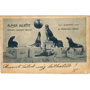 1901 Alaska Juliette kitűnően idomított fókáival naponta az állatkertben, cirkuszi mutatvány / Circus show in the zoo...
