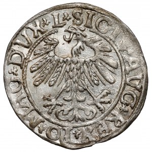 Zygmunt II August, Półgrosz Wilno 1558
