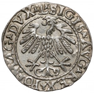Zygmunt II August, Półgrosz Wilno 1559 - LITVA