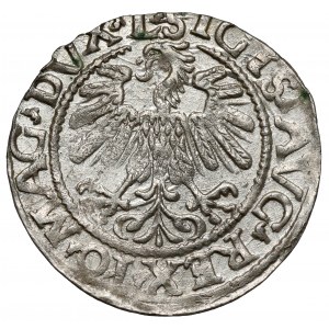 Zygmunt II August, Półgrosz Wilno 1559