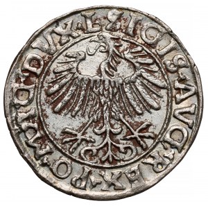 Zygmunt II August, Półgrosz Wilno 1557