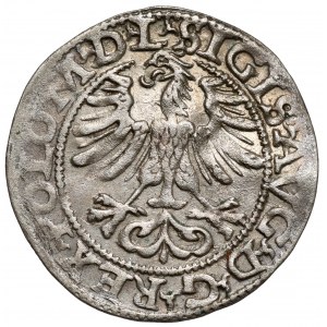Zygmunt II August, Półgrosz Wilno 1565