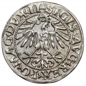 Zygmunt II August, Półgrosz Wilno 1549