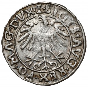 Zygmunt II August, Półgrosz Wilno 1556