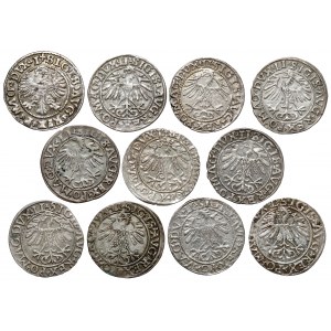 Zygmunt II August, Półgrosze Wilno 1546-1561 - zestaw (11szt)