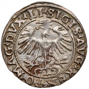 Zygmunt II August, Półgrosz Wilno 1554