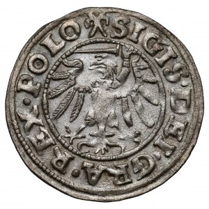 Zygmunt I Stary, Szeląg Gdańsk 1538