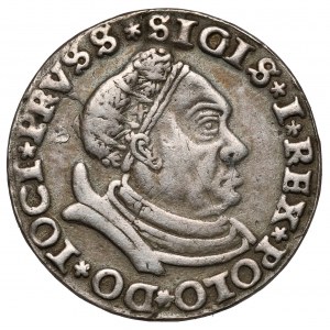 Zygmunt I Stary, Trojak Toruń 1530 - DUŻA głowa