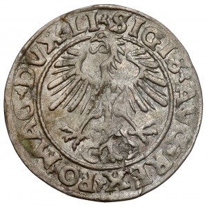 Zygmunt II August, Półgrosz Wilno 1555